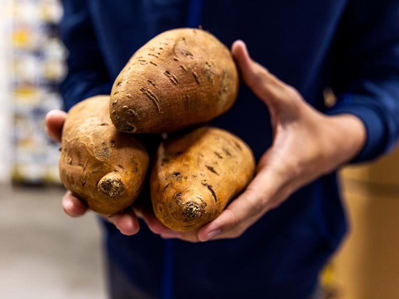 Worker holding sweet potatoes